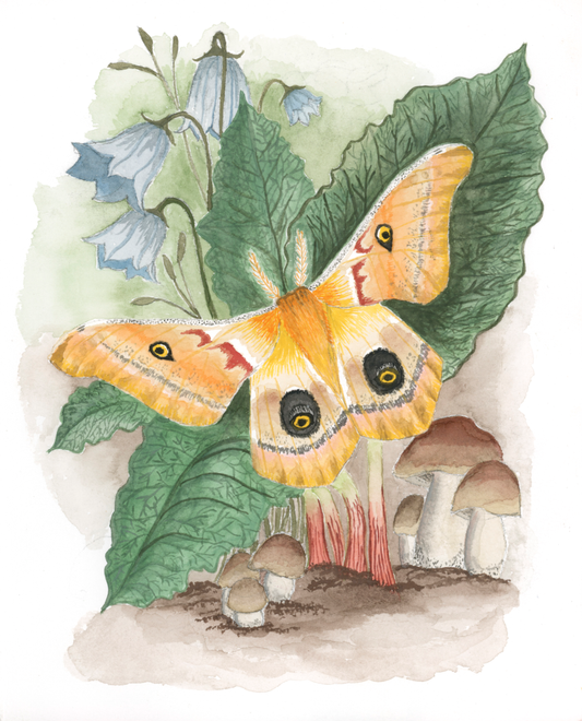 Polyphemus Moth